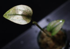 画像1: [Sale!!][宝石蘭]Nephelaphyllum pulchrum"Ranau" 【画像の株】[8.29撮影]《cozyparaブリード》