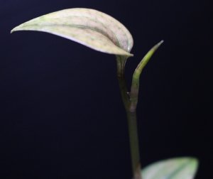画像2: [Sale!!][宝石蘭]Nephelaphyllum pulchrum"Ranau" 【画像の株】[8.29撮影]《cozyparaブリード》