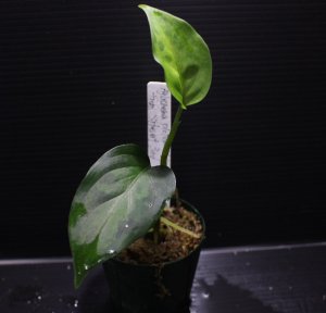 画像1: [Sale!!]Aglaonema pictum "tricolor" from Siberut 3rd 【画像の中株】[8.29撮影]
