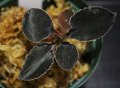 [漆黒の宝石蘭]Kuhlhasseltia javanica 【画像の美麗株-その1】[8.29撮影]