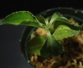 [宝石蘭]Kuhlhasseltia sp. 【画像の美麗株-その2】[8.29撮影]