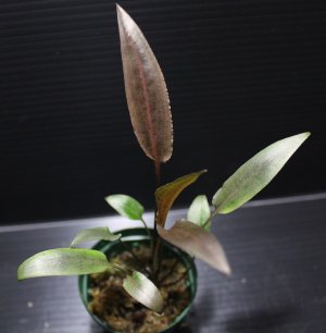 画像1: Cryptocoryne alba from Sri Lanka "Brown Leaf form" (Dark Brown)【画像の美麗中株】[8.29撮影]