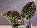 [宝石蘭]Dossinia marmorata “美麗種”【画像の株（大株）】《JungleGem》