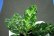 画像2: Aglaonema pictum "tricolor" 【画像の超絶美麗大株!!!（これほど美しい株はなかなかお目に掛かれません…）】2011.8.26撮影《AQUA☆STAR》 (2)