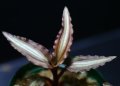[宝石蘭]Malaxis sp. （elegans）【画像の株-その１（子株付き）】[3.29入荷]