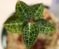 [宝石蘭Hybrid]Dossinia marmorata var dayii × Anoectochilus formosanus  【画像の株】《JungleGem》