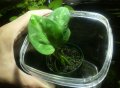 Aglaonema pictum "tricolor" 【画像の小株(元株切り離し後の発送)】2011.9.14撮影《AQUA☆STAR》