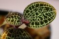 [宝石蘭]Anoectochilus sp. Malaysia I 【画像の株（大株）】