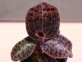 [宝石蘭]Dossinia marmorata 【画像の株-その１-美麗大株】[3.14入荷]