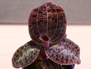 画像1: [宝石蘭]Dossinia marmorata 【画像の株-その１-美麗大株】[3.14入荷]