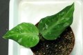 Aglaonema pictum "tricolor" 【画像の小株（葉数３枚になりました！）】2011.8.26撮影《AQUA☆STAR》