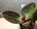 [宝石蘭]Dossinia marmorata “美麗種”【画像の株（大株）-その２】《JungleGem》