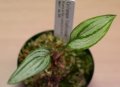 [南米産宝石蘭]Cyclopogon lindleyanum 【画像の株】《JungleGem》[2.15入荷]