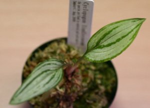 画像1: [南米産宝石蘭]Cyclopogon lindleyanum 【画像の株】《JungleGem》[2.15入荷]