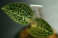[宝石蘭Hybrid]Dossinia marmorata var dayii × Anoectochilus formosanus  【画像の美麗株-11.27入荷】《JungleGem》