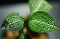 [宝石蘭Hybrid]Macodes sanderiana x Ludisia discolor var.Alba（白脈） 【画像の株-その１】《JungleGem》[10.10入荷]