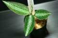 [宝石蘭]Goodyera reticulata 【画像の株】《JungleGem》[5.15入荷]