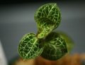 [宝石蘭Hybrid][新入荷!!]Macodes Petola × Anoectochilus formosanus  【画像の株-11.27入荷】《JungleGem》