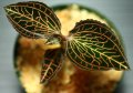 [宝石蘭]Anoectochilus siamensis 【画像の美麗株】《JungleGem》[6.21入荷]