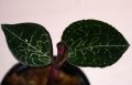 [宝石蘭]Anoectochilus formosanus　“Taiwan”「キバナシュスラン台湾産」【画像の株】