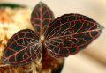 [宝石蘭]Anoectochilus sp. Malaysia（albolineatus）【画像の株-その１-赤が強烈な美麗株!】[3.27入荷]