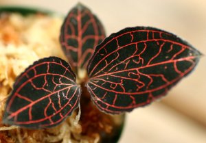 画像1: [宝石蘭]Anoectochilus sp. Malaysia（albolineatus）【画像の株-その１-赤が強烈な美麗株!】[3.27入荷]