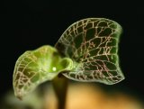 画像: [宝石蘭]Dossinia marmorata var.DAYII 【画像の株-その１】《JungleGem》[10.10入荷]