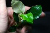 画像: [激レア!!]Anubias barteri "Marble"  【画像の美麗斑入り株（水中株）-その６】《JungleGem》[5.30入荷]