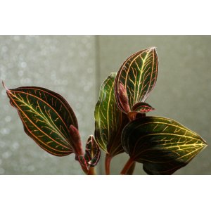 画像: [宝石蘭]Anoectochilus siamensis 【画像の株】《JungleGem》[3.19入荷]