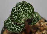 画像: [宝石蘭]Anoectochilus formosanus polyploid 【画像の株】[8.29入荷]