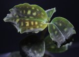 画像: [宝石蘭]Cystorchis　variegata　【画像の株-黒葉タイプ!!】[3.18撮影]