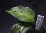 画像: Aglaonema cf. pictum "tricolor" from Siberut 3rd 【画像の小株】[6.30撮影]