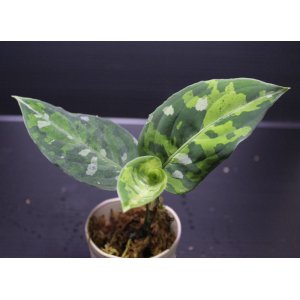 画像: Aglaonema pictum "tricolor"『元祖タイプ（from thailand 2010）』 【画像の美麗若株】[6.30撮影]《AQUA☆STAR》