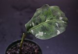 画像: Aglaonema pictum "tricolor"Andaman "ポートブレア北部地域 （出射便・A系統）"【画像の株】[6.30撮影]