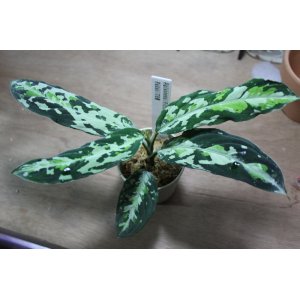 画像: Aglaonema pictum "tricolor" from Padang（白入り）（TB便） 【画像の超美麗大株!!】[7.11撮影]《AQUA☆STAR》