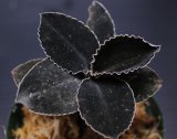 画像: [漆黒の宝石蘭]Kuhlhasseltia javanica "Ranau" 【画像の特大美麗株-その1】[7.18撮影]
