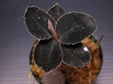 画像: [漆黒の宝石蘭]Kuhlhasseltia javanica "Ranau" 【画像の特大美麗株-その2】[7.18撮影]