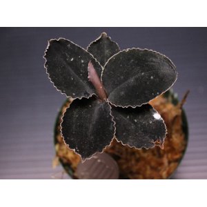 画像: [漆黒の宝石蘭]Kuhlhasseltia javanica "Ranau" 【画像の特大美麗株-その2】[7.18撮影]