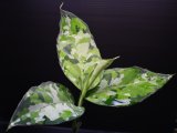 画像: Aglaonema pictum "tricolor" from Thailand 2013 【画像の美麗大株-その1】[10.10撮影]