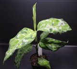 画像: Aglaonema pictum "tricolor" from Thailand 2013 【画像の美麗大株-その3】[10.10撮影]