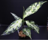 画像: Aglaonema cf. pictum "tricolor" type EUREKA class4 Pulau Nias 【画像の超美麗特大株!!!】[10.10撮影]