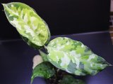 画像: Aglaonema pictum "tricolor" from Thailand 2013 【画像の美麗大株-その4】[10.10撮影]