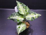 画像: Aglaonema pictum tricolor "NILVASH" 【画像の美麗中株】[11.15撮影]