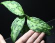画像1: Aglaonema pictum "tricolor" from Siberut 2nd 【画像の大株（増殖態勢!!）】[2.10撮影]