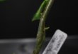 画像4: Aglaonema pictum "tricolor" from Siberut 2nd 【画像の大株（増殖態勢!!）】[2.10撮影]
