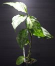 画像3: Aglaonema pictum "tricolor" from Siberut 2nd 【画像の大株（増殖態勢!!）】[2.10撮影]