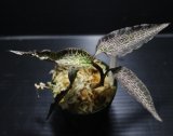 画像: [宝石蘭]Goodyera reticulata "Ranau" 【画像の株-その4】[2.10撮影]