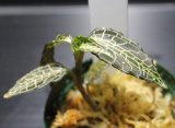 画像: [宝石蘭]Goodyera reticulata "Ranau" 【画像の株-その5】[2.10撮影]