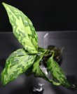 画像2: Aglaonema pictum "tricolor" from Siberut 2nd 【画像の大株（増殖態勢!!）】[2.10撮影]