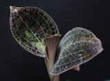 画像: [宝石蘭]Dossinia marmorata “美麗種”【画像の大株-その12】[3..21撮影]